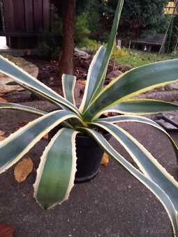 Agáve - 3