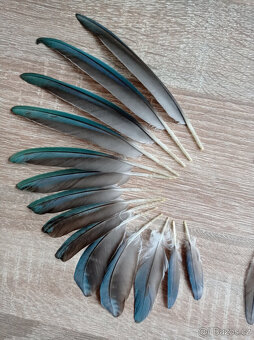 Peříčka z papouška - alexandr malý (pravé, přírodní) - 3