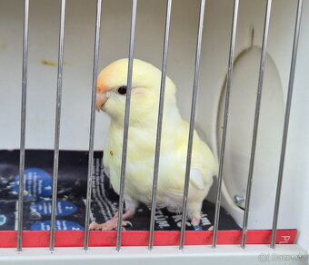 Kakariki rudočely - 3