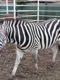 Zebra Chapmanova - 3