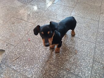 Jezevčík trpasličí krátkosrstý - 3