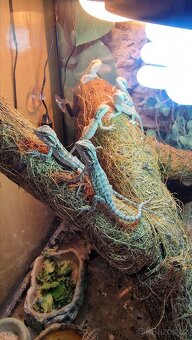 Agama vousatá - mláďata - 3
