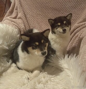Shiba inu, štěňátko, fenečka. - 3