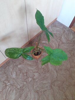 Syngonium 1 - 3