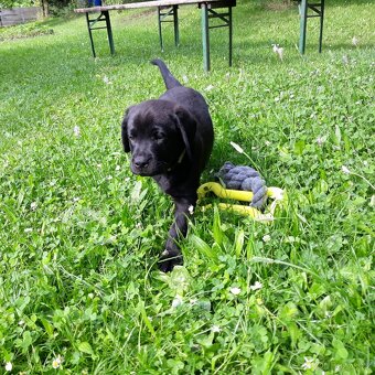 Labradorský retriever - štěně s PP - 3