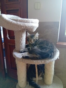 Mainská mývalí , MCO maine coon - 3