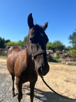 Valach QH - 3