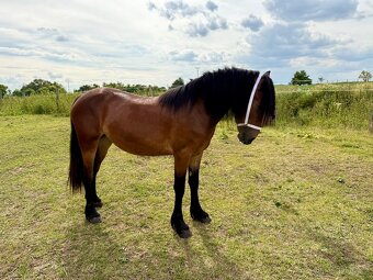 Klisna WELSH COB D - 3