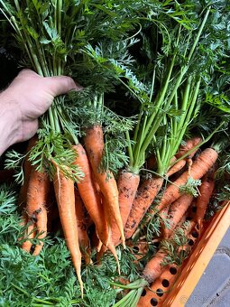 cibule, petržel, mrkev, - 3