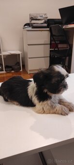 Shih Tzu štěňata s pp - 3