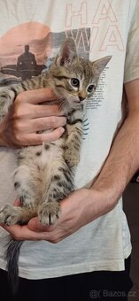 Mainská x Ragdoll x - 3