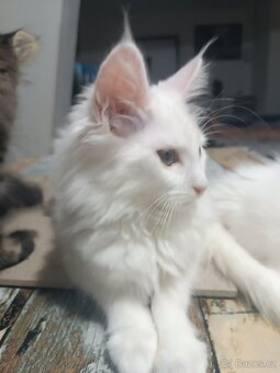 Mainská mývalí koťátka bez PP - 3