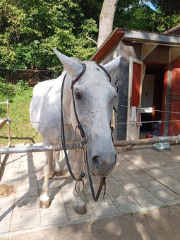 uzdečka westernová - 3