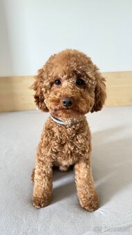 Krytí - Trpasličí Pudl Apricot, 2 roky, 5kg - 3