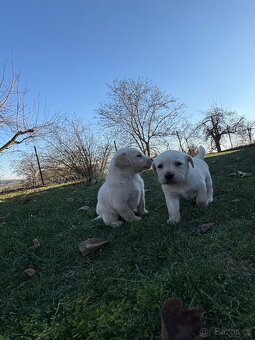 Štěňata Labradorského retrívra - 3