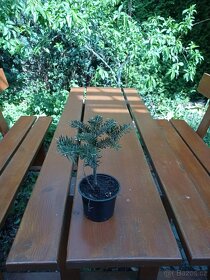 Sazenice Jedle kavkazská- celé zbylé svazky nebo i jiné - 3