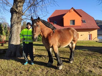 Polský chladnokrevník - 3