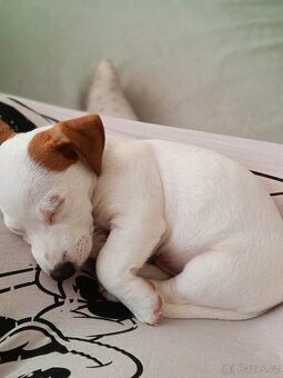Jack Russell teriér - krytí - 3