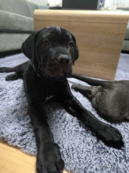 Bandog štěňata - 3