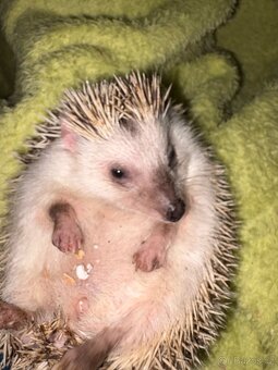 Prodám ježky i s klecí - 3