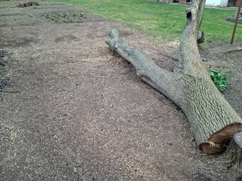 Ořechové dřevo - 3