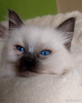 Poslední holčička Ragdoll k REZERVACI - 3