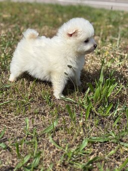 pomeranian - 3