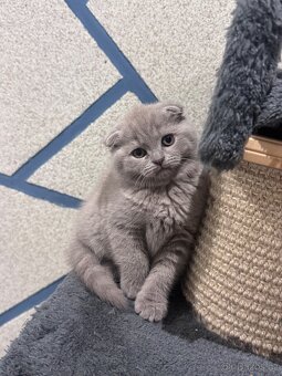 Skotská koťatká: Scottish fold a Scottish straight - 3