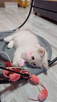 Ragdoll - 3