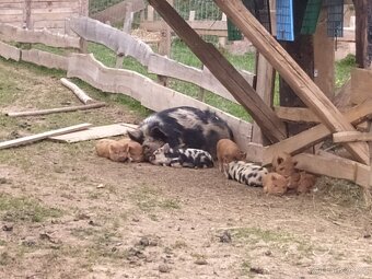 Selata Kune kune na chov i maso.Vaha Kom 25 kg - 3