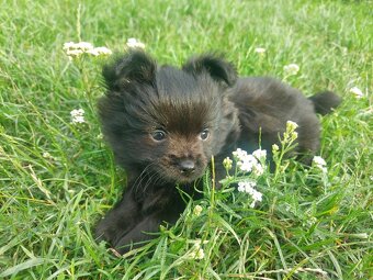 Pomeranian - 3