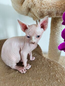 Sphynx kočička - 3