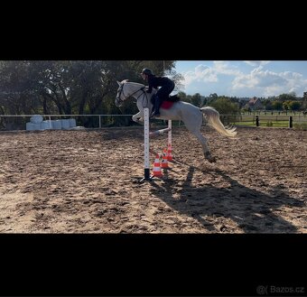 Drobnější klisna ČT - 3