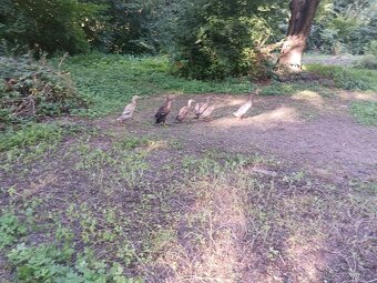 Indický běžec -2ks kačer - 3