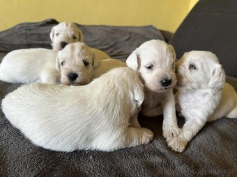 Knírač malý bílý s PP - 3