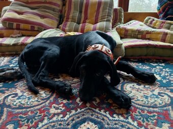 ŠTĚŇÁTKO, ŠTĚŇÁTKA, ŠTĚŇATA, ŠTĚŇE K ODBĚRU - 3