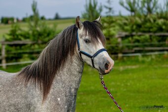 5-letá welsh mountain pony klisna - 3