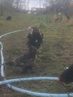 Prodám kohouta Orlovky - 3