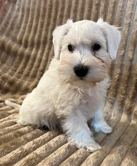 Knírač malý bílý s PP - 3