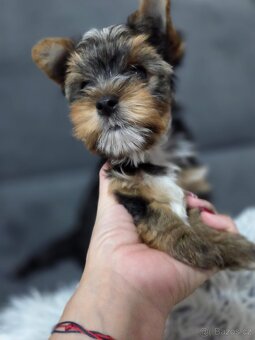 Jorkšírský teriér s PP - 3