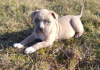 American Bully Standard - 3