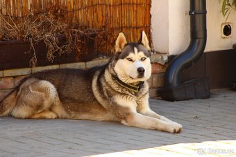 Sibiřský Husky na krytí - 3