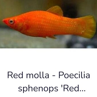 Black Molly a Red Molly - 3