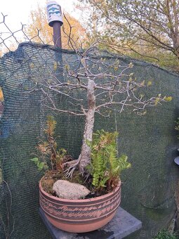 Bonsai Nyssa Sylvatica [Tupela lesní] - 3