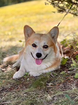 Welsh corgi pembroke - krytí - 3