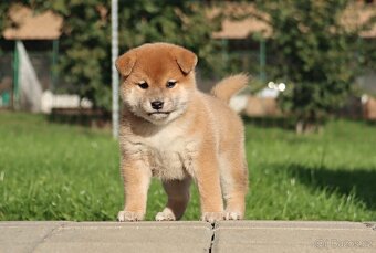 Shiba inu s PP - 3