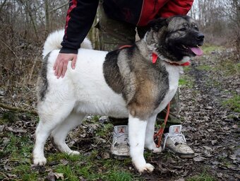 MACI K ADOPCI - přátelská, hravá, vděčná, vhodná k dětem - 3