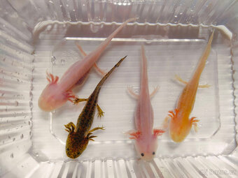 Na prodej Axolotl - Axolotly.cz - 3