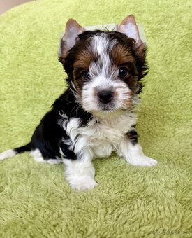 Biewer yorkshire terrier - 3