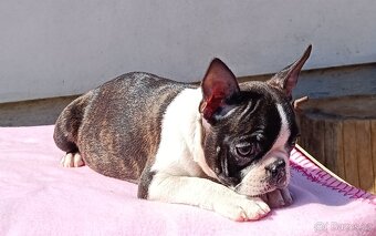 Bostonský teriér s PP FCI - 3